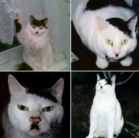 High Quality Hitler cat Blank Meme Template