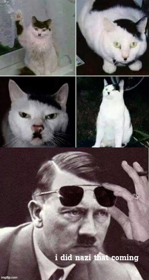 Wot | image tagged in hitler cat,hitler i did nazi that coming,hitler,cat,cats,adolf hitler | made w/ Imgflip meme maker