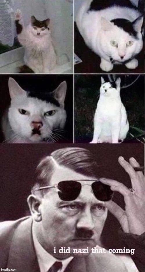Wot | image tagged in adolf hitler,hitler,cat,cats,i did nazi that coming | made w/ Imgflip meme maker