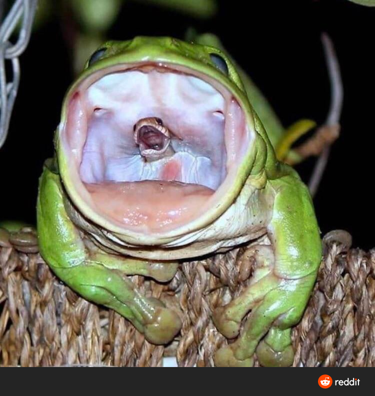 Snake in frog mouth Blank Meme Template