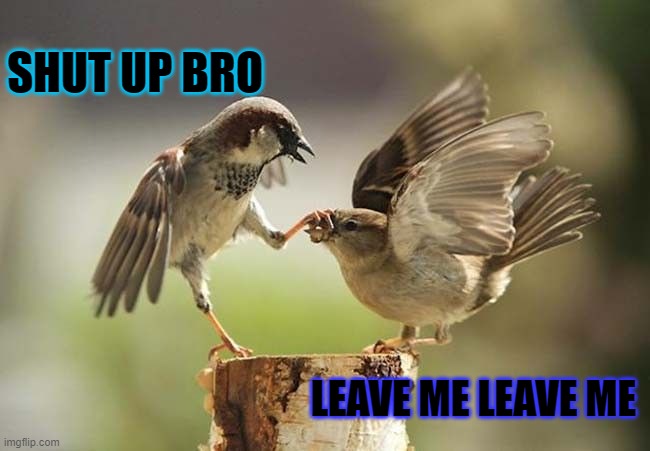 Birds shut up | SHUT UP BRO; LEAVE ME LEAVE ME | image tagged in birds shut up | made w/ Imgflip meme maker