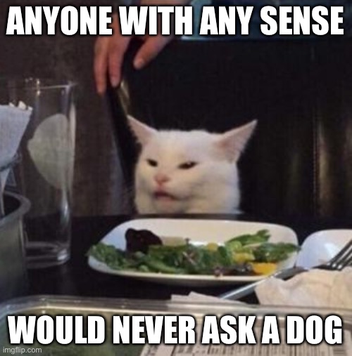 Annoyed White Cat | ANYONE WITH ANY SENSE WOULD NEVER ASK A DOG | image tagged in annoyed white cat | made w/ Imgflip meme maker