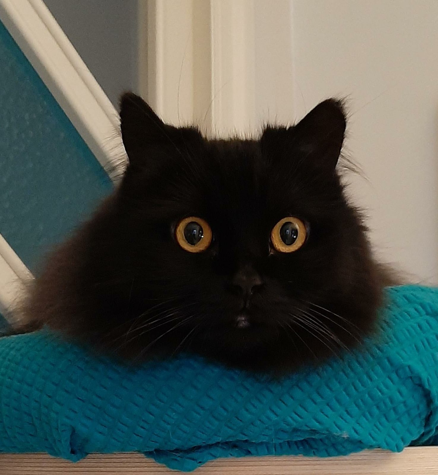 Black cat staring Blank Meme Template