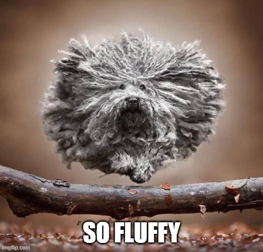 SO FLUFFY | image tagged in doggo | made w/ Imgflip meme maker