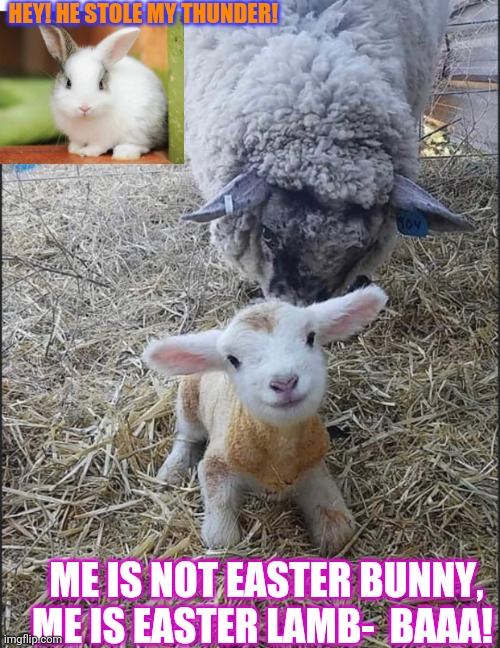 Happy Easter- Baaaa | HEY! HE STOLE MY THUNDER! ME IS NOT EASTER BUNNY, ME IS EASTER LAMB-  BAAA! | image tagged in cute bunny,too cute,happiness is,easter egg | made w/ Imgflip meme maker