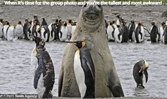 *Awkwardness intensifies* | When it's time for the group photo and you're the tallest and most awkward | image tagged in tall awkward seal | made w/ Imgflip meme maker