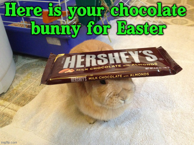 Easter bunny |  Here is your chocolate 
bunny for Easter | image tagged in bunnies | made w/ Imgflip meme maker