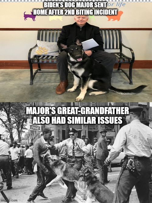 Biden's Dog Major | BIDEN'S DOG MAJOR SENT HOME AFTER 2ND BITING INCIDENT; MAJOR'S GREAT-GRANDFATHER ALSO HAD SIMILAR ISSUES | image tagged in free | made w/ Imgflip meme maker