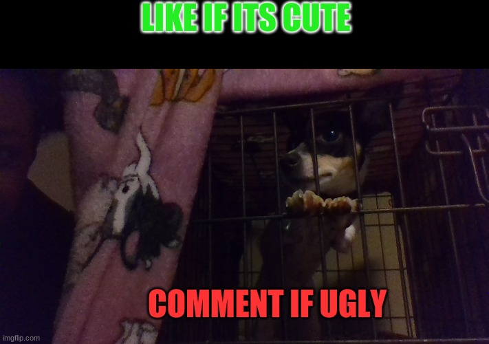 LIKE IF ITS CUTE; COMMENT IF UGLY | image tagged in doge,dogs,dog | made w/ Imgflip meme maker