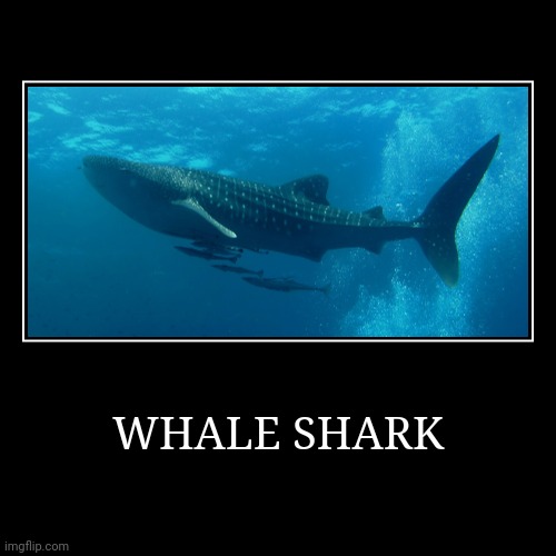 Whale Shark | image tagged in demotivationals,shark | made w/ Imgflip demotivational maker
