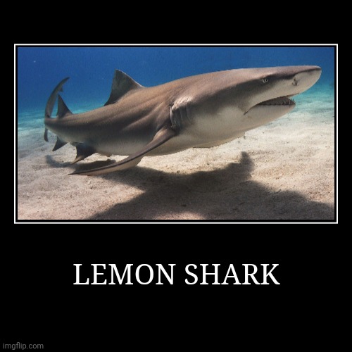 Lemon Shark | image tagged in demotivationals,shark | made w/ Imgflip demotivational maker