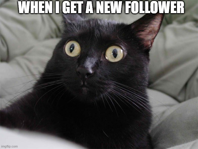 When I get a new follower | WHEN I GET A NEW FOLLOWER | image tagged in startled cat,followers,imgflip | made w/ Imgflip meme maker
