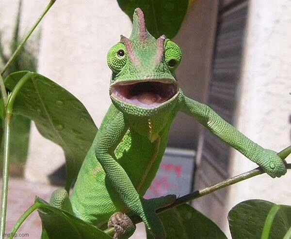 Crazy Chameleon | image tagged in crazy chameleon | made w/ Imgflip meme maker