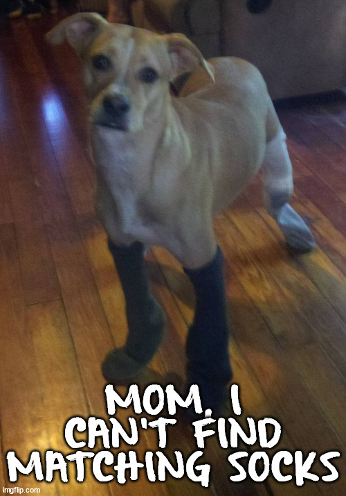 MOM, I CAN'T FIND MATCHING SOCKS | image tagged in dogs | made w/ Imgflip meme maker