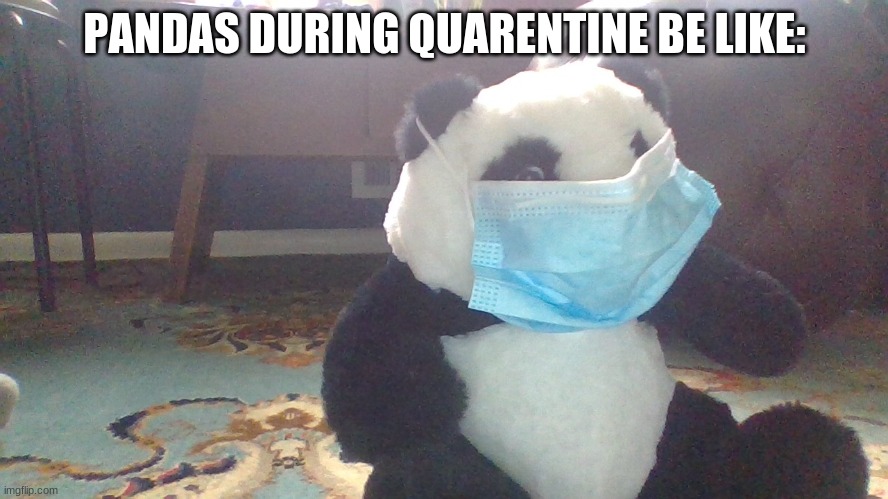 do pandas wear masks? | PANDAS DURING QUARENTINE BE LIKE: | image tagged in panda,face mask,meme,coronavirus meme | made w/ Imgflip meme maker