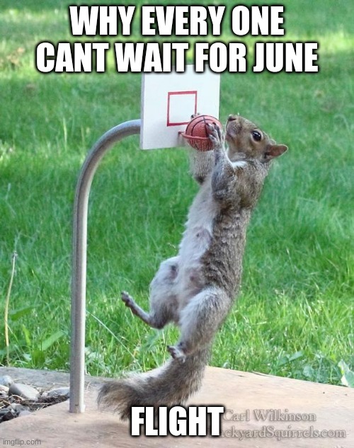 Squirrel basketball | WHY EVERY ONE CANT WAIT FOR JUNE; FLIGHT | image tagged in squirrel basketball | made w/ Imgflip meme maker