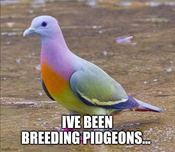 Pidgeon | IVE BEEN BREEDING PIDGEONS... | image tagged in ark survival evolved | made w/ Imgflip meme maker