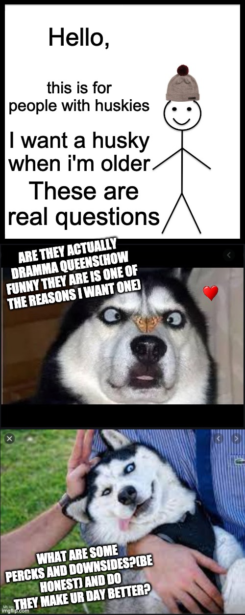 Plz tell meh | Hello, this is for people with huskies; I want a husky when i'm older; These are real questions; ARE THEY ACTUALLY DRAMMA QUEENS(HOW FUNNY THEY ARE IS ONE OF THE REASONS I WANT ONE); WHAT ARE SOME PERCKS AND DOWNSIDES?(BE HONEST) AND DO THEY MAKE UR DAY BETTER? | image tagged in memes | made w/ Imgflip meme maker