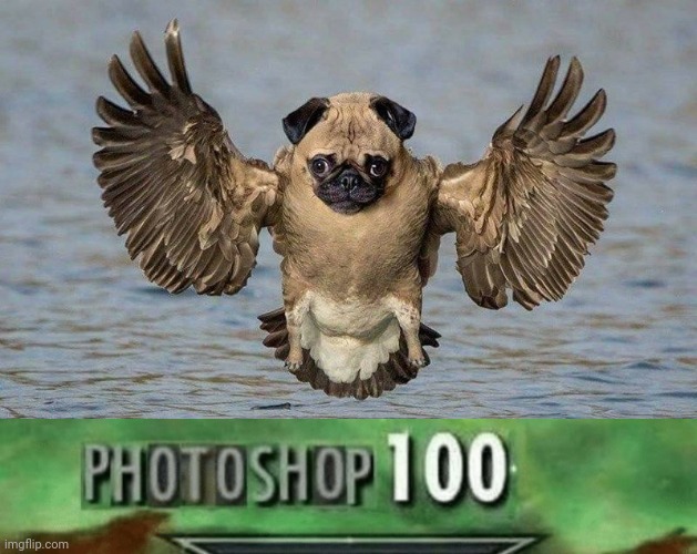 Dog bird | image tagged in photoshop 100,dogs,dog,bird,memes,photoshop | made w/ Imgflip meme maker