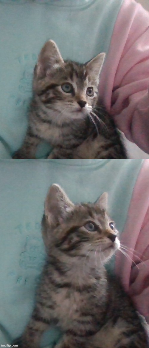 This is my kitten Yuki. She's 2 months old. I got her this morning. | made w/ Imgflip meme maker