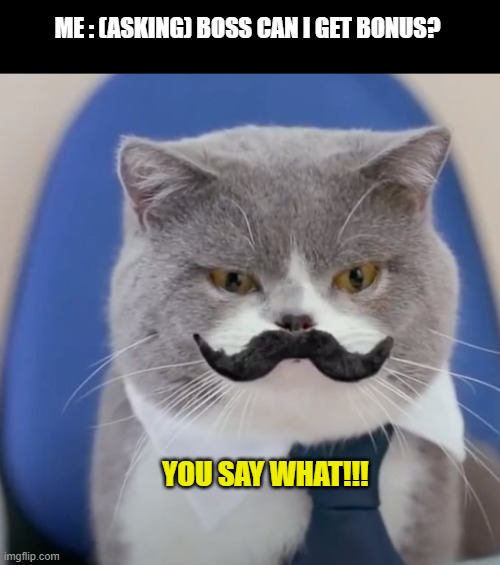 boss cat | ME : (ASKING) BOSS CAN I GET BONUS? YOU SAY WHAT!!! | image tagged in memes,funny memes | made w/ Imgflip meme maker