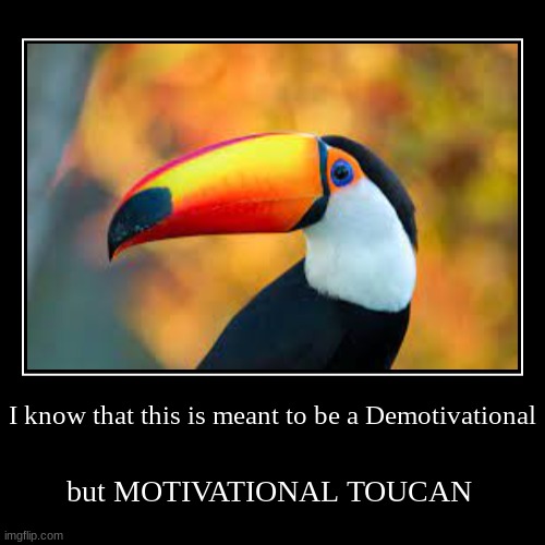 motivational toucan | image tagged in funny,demotivationals | made w/ Imgflip demotivational maker