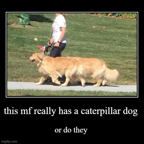 this mf got the dog with extra dog | image tagged in funny,demotivationals,dog,dogs | made w/ Imgflip demotivational maker