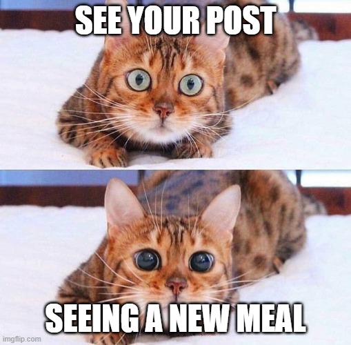 Cat Wide-Eyes | SEE YOUR POST SEEING A NEW MEAL | image tagged in cat wide-eyes | made w/ Imgflip meme maker