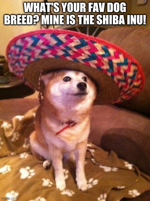 Sombrero Shiba Inu | WHAT'S YOUR FAV DOG BREED? MINE IS THE SHIBA INU! | image tagged in sombrero shiba inu | made w/ Imgflip meme maker