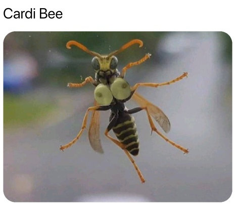 High Quality Cardi Bee Blank Meme Template