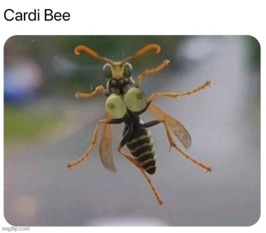 cardi bee | image tagged in cardi bee,repost,bee,wasp,can't unsee,unsee juice | made w/ Imgflip meme maker