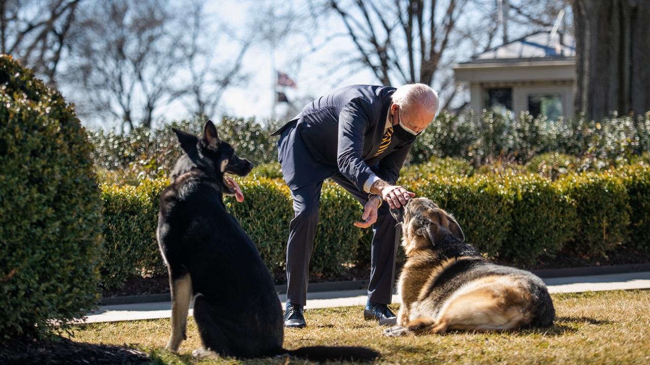 Biden's Dogs Blank Meme Template