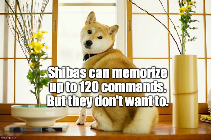 Smart Dog |  Shibas can memorize
up to 120 commands.
But they don't want to. | image tagged in smart dog,funny memes,don't want to,shiba,shiba inu,japanese dogs | made w/ Imgflip meme maker