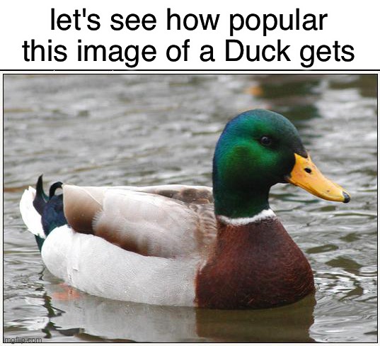 idk | let's see how popular this image of a Duck gets | image tagged in memes,actual advice mallard | made w/ Imgflip meme maker