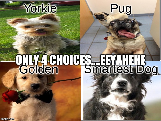 Choose A Dog |  Yorkie; Pug; ONLY 4 CHOICES....EEYAHEHE; Smartest Dog; Golden | image tagged in memes,dogs,golden retriever,border collie,cute dog,pugs | made w/ Imgflip meme maker