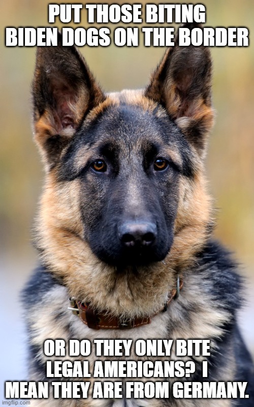 German Shepherd | PUT THOSE BITING BIDEN DOGS ON THE BORDER; OR DO THEY ONLY BITE LEGAL AMERICANS?  I MEAN THEY ARE FROM GERMANY. | image tagged in german shepherd | made w/ Imgflip meme maker