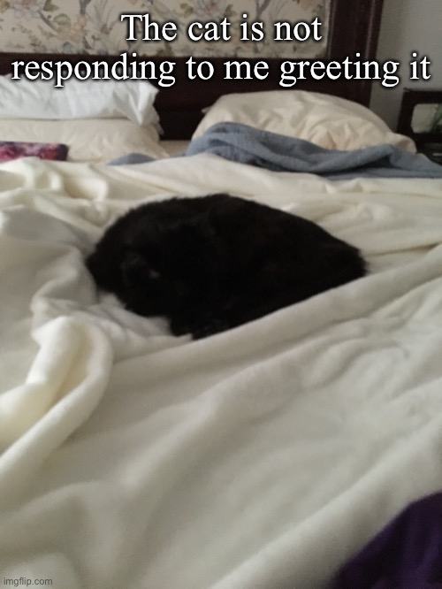 He’s breathing he just hates me | The cat is not responding to me greeting it | made w/ Imgflip meme maker