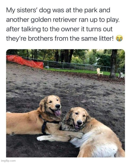 dawww | image tagged in dogs,brothers,golden retriever,repost,wholesome,doggos | made w/ Imgflip meme maker