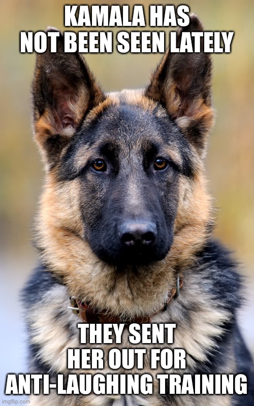 German Shepherd | KAMALA HAS NOT BEEN SEEN LATELY THEY SENT HER OUT FOR ANTI-LAUGHING TRAINING | image tagged in german shepherd | made w/ Imgflip meme maker