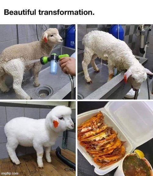 it's beautiful, i've looked at this for 5 hours now | image tagged in lamb,tacos,tacos are the answer,beautiful,transformation,repost | made w/ Imgflip meme maker