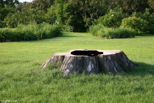 tree stump | image tagged in tree stump | made w/ Imgflip meme maker