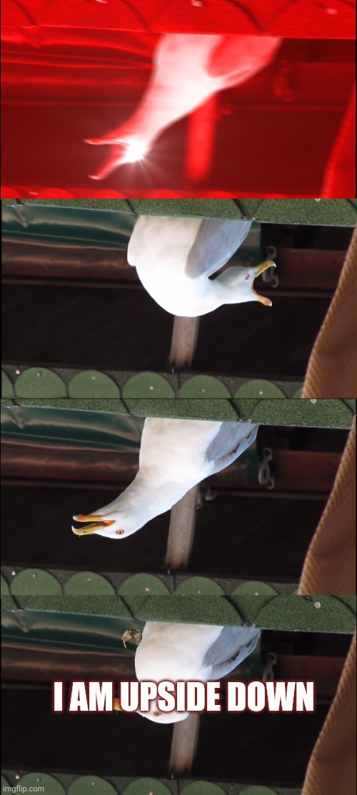 its not wrong doe | I AM UPSIDE DOWN | image tagged in memes,inhaling seagull | made w/ Imgflip meme maker