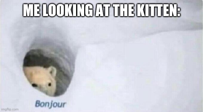 ME LOOKING AT THE KITTEN: | image tagged in bonjour bear | made w/ Imgflip meme maker