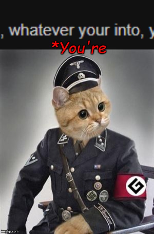 *You're | image tagged in grammar nazi cat | made w/ Imgflip meme maker