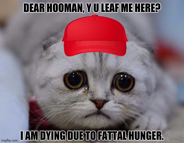 sad kitty | DEAR HOOMAN, Y U LEAF ME HERE? I AM DYING DUE TO FATTAL HUNGER. | image tagged in memes,sad kitten,the hunger games | made w/ Imgflip meme maker