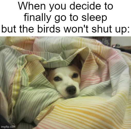 When you decide to finally go to sleep but the birds won't shut up: | image tagged in blank white template,dog hiding under a blanket,birds | made w/ Imgflip meme maker