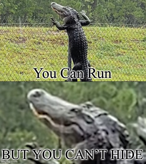 Floridian Alligator | You Can Run; BUT YOU CAN’T HIDE | image tagged in meme | made w/ Imgflip meme maker