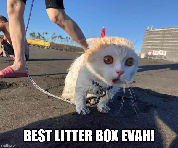 best litterbox evah! | BEST LITTER BOX EVAH! | image tagged in best litterbox evah | made w/ Imgflip meme maker