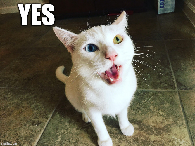 Karen, Litterbox! | YES | image tagged in karen litterbox | made w/ Imgflip meme maker