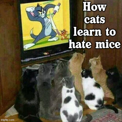 How cats learn to hate mice | image tagged in cats | made w/ Imgflip meme maker